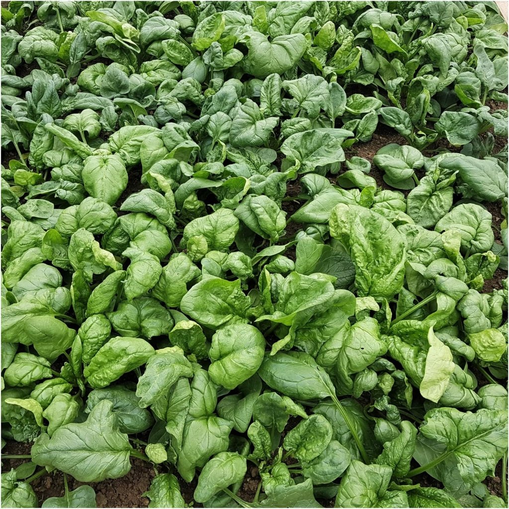Spinach - Giant Noble seeds - Happy Valley Seeds