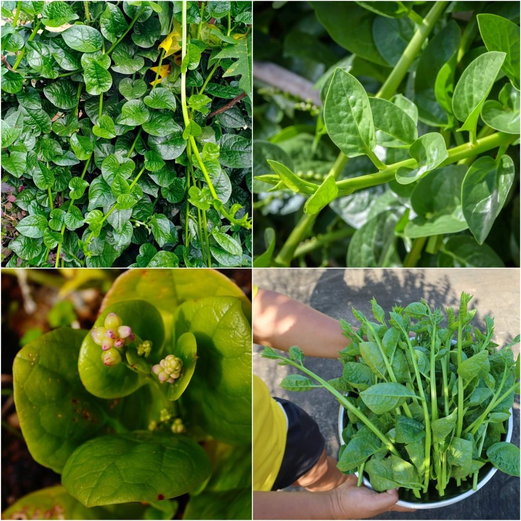 Spinach - Malabar (Ceylon) Green seeds - Happy Valley Seeds