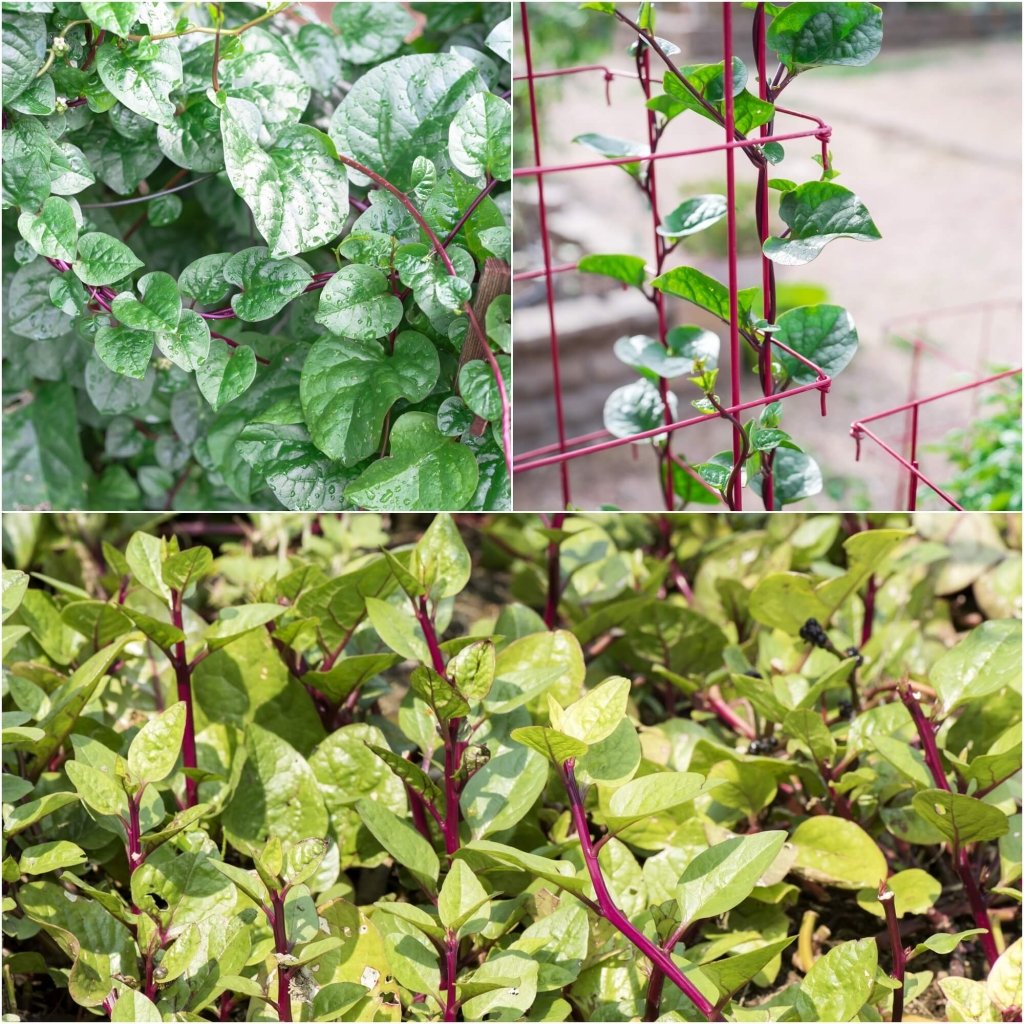 Spinach - Malabar (Ceylon) Red seeds - Happy Valley Seeds