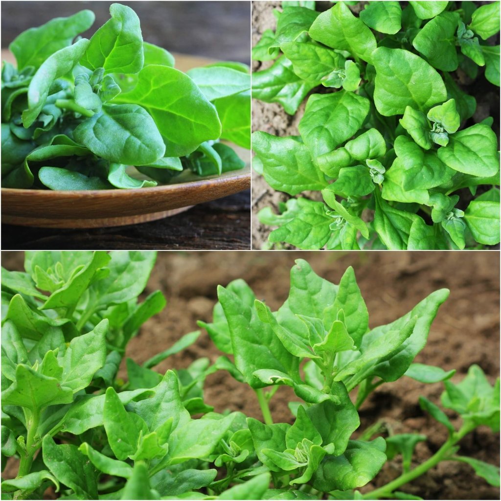 Spinach - NZ Warigal Green seeds - Happy Valley Seeds