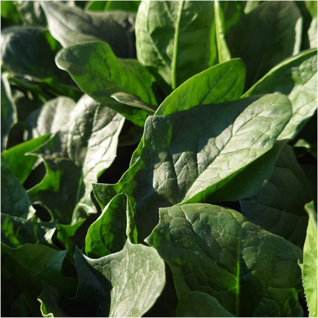 Spinach - Orient Express F1 seeds - Happy Valley Seeds