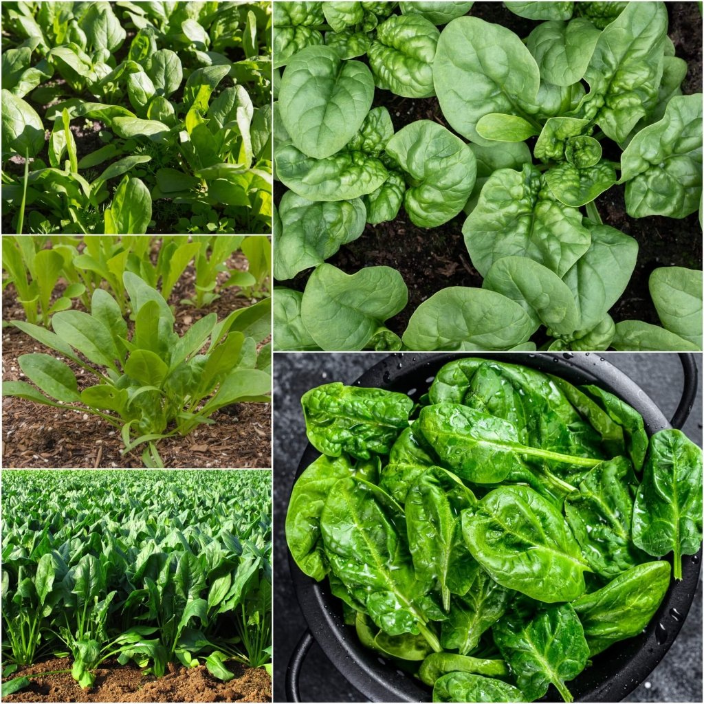 Spinach seeds - Assorted 5 Packs - Happy Valley Seeds