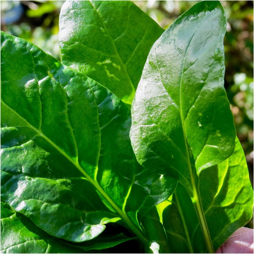 Spinach - Southern European seeds - Happy Valley Seeds