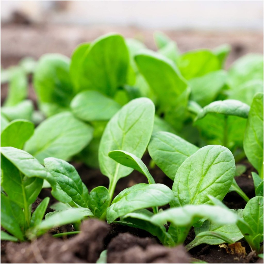 Spinach - VNS seeds - Happy Valley Seeds