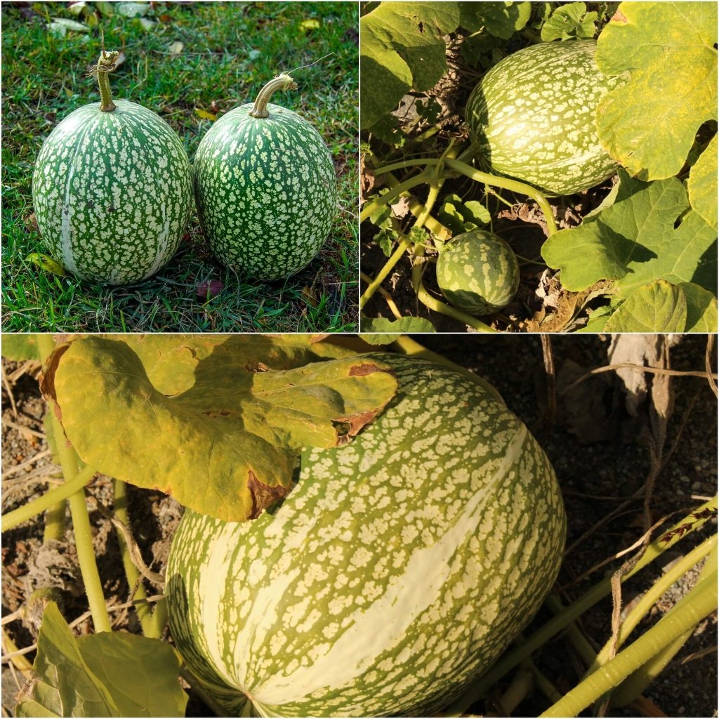 Squash - Chilacayote (Fig-Leaf Gourd) seeds - Happy Valley Seeds