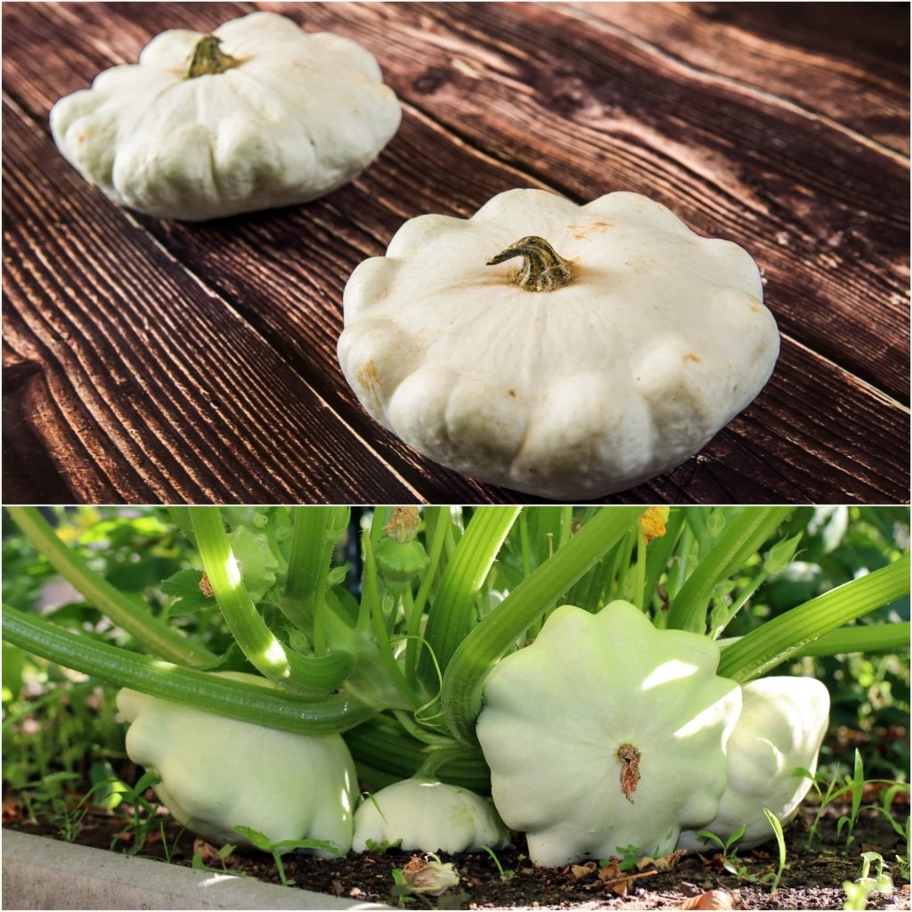Squash - Early White Bush seeds - Happy Valley Seeds