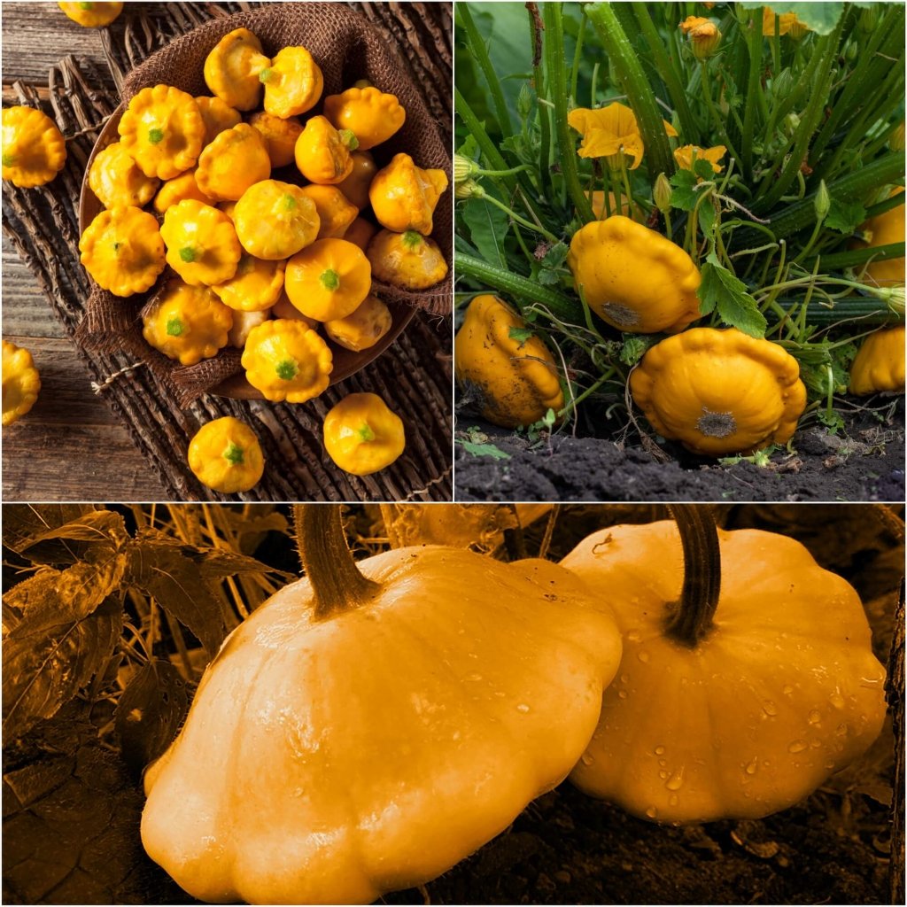 Squash - Golden Scallopini seeds - Happy Valley Seeds