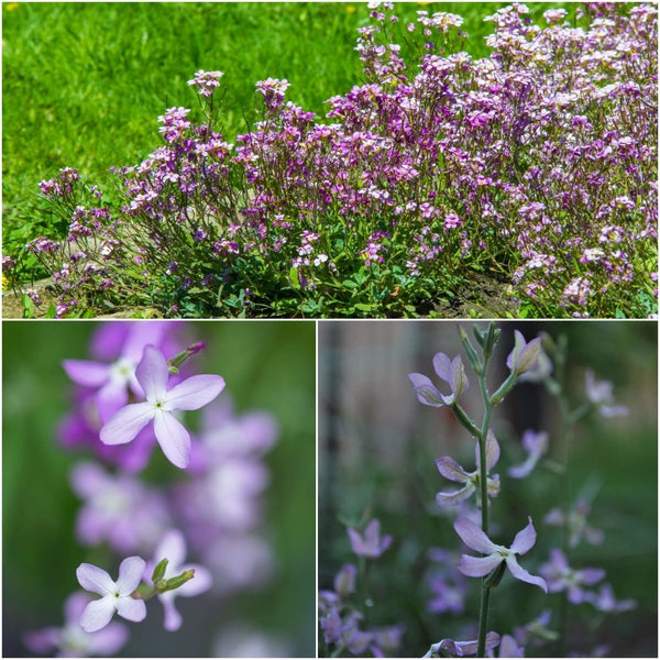 50 White Stock Flower Seeds - New Hill Farms 50 White Stock Flower Seeds - New Hill Farms