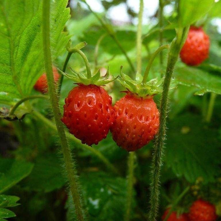 STRAWBERRY - Ali-Baba (Alpine) seeds