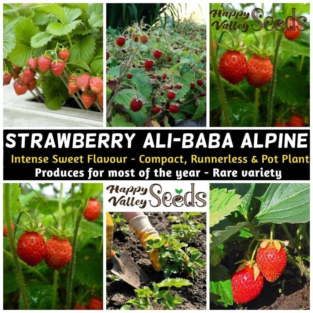 STRAWBERRY - Ali-Baba (Alpine) seeds