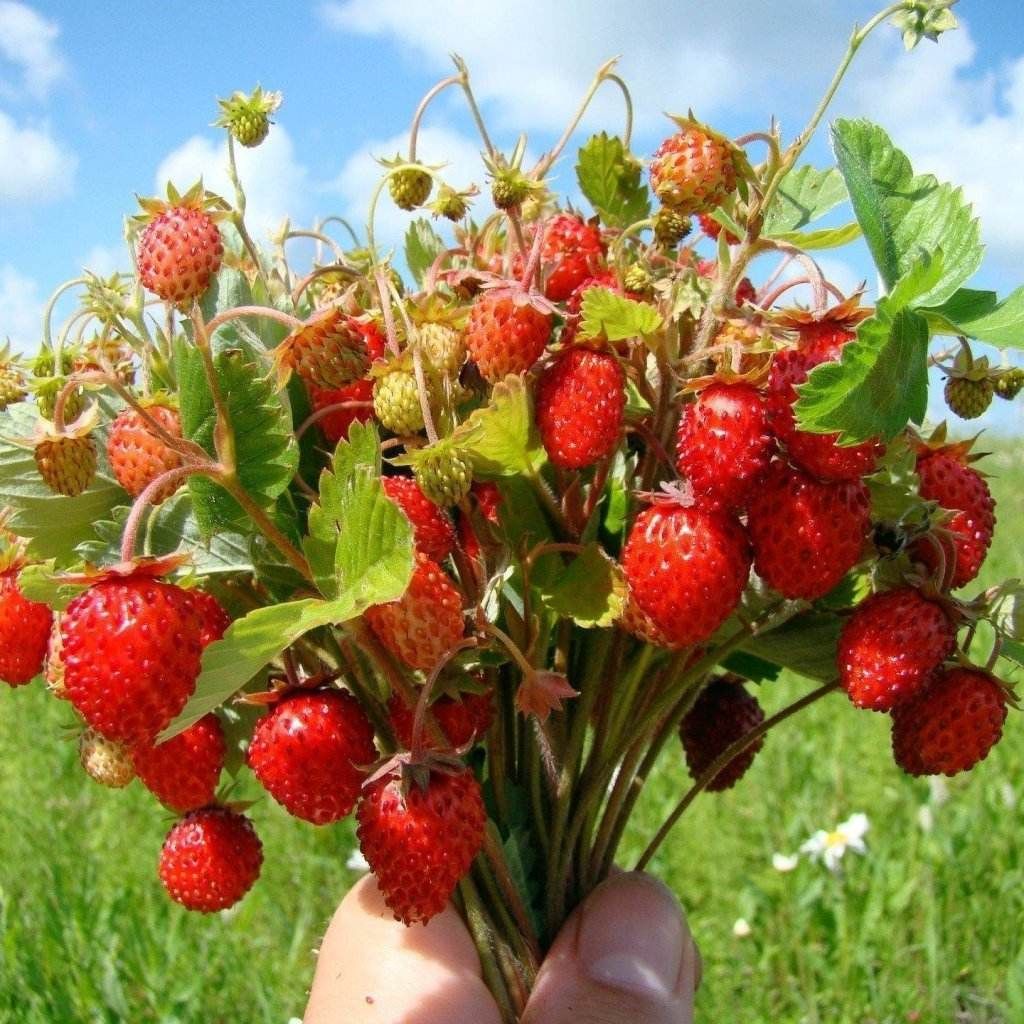 STRAWBERRY - Baron Solemacher (Alpine) seeds