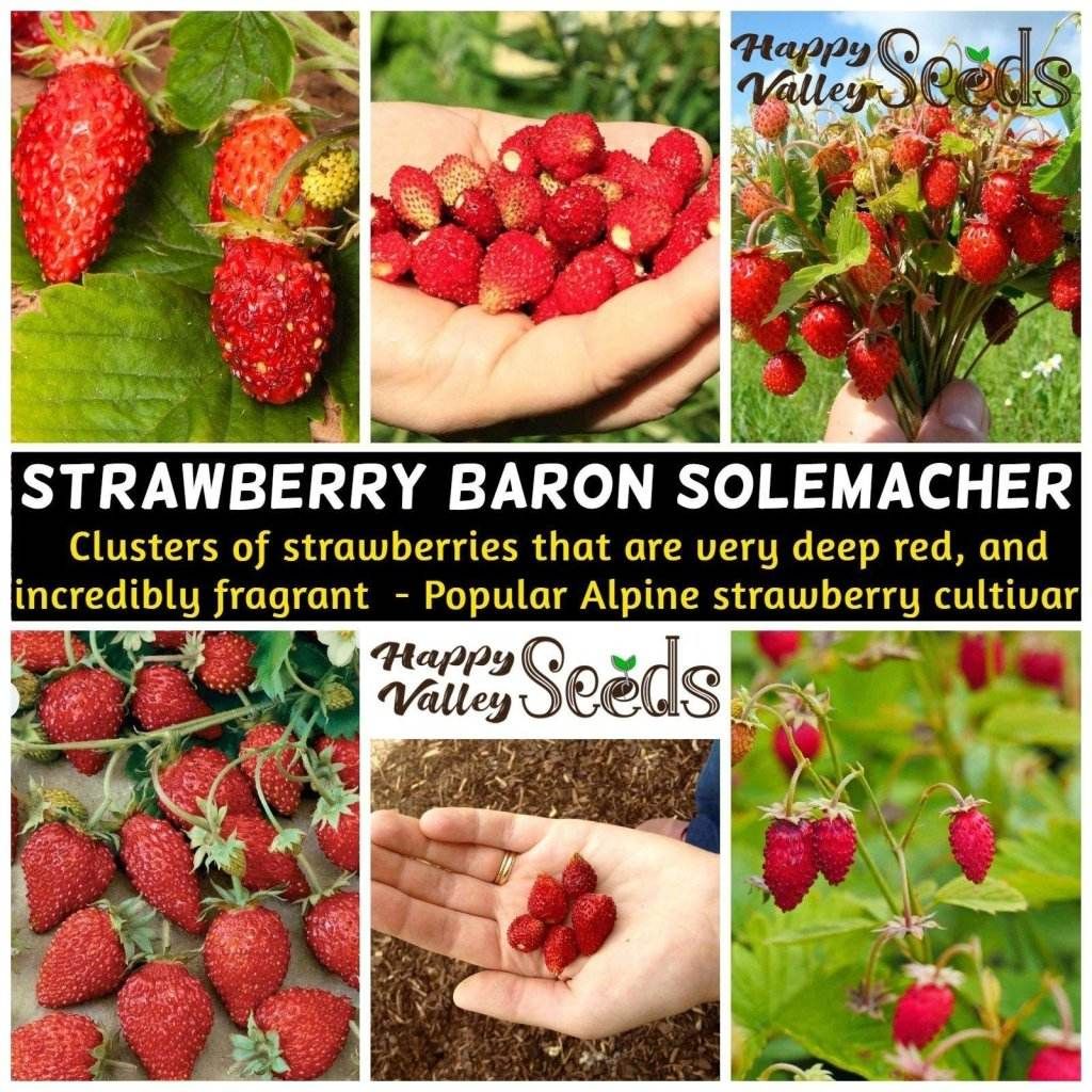 STRAWBERRY - Baron Solemacher (Alpine) seeds