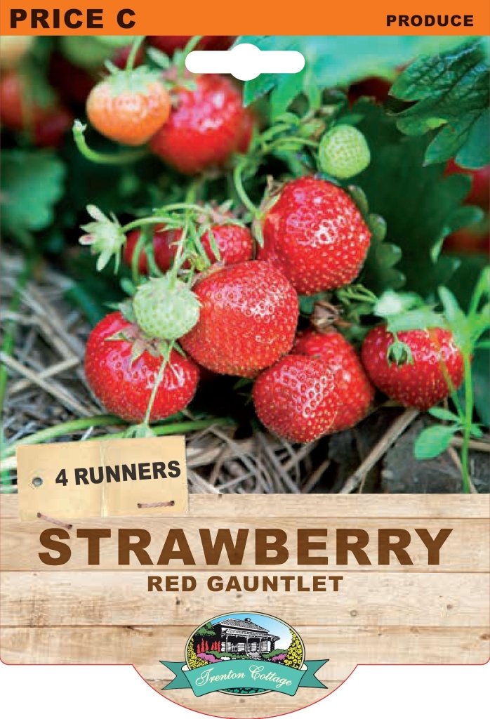 Strawberry - Red Gauntlet (Pack of 4 Runners) - Happy Valley Seeds