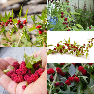 Strawberry Spinach Sticks seeds