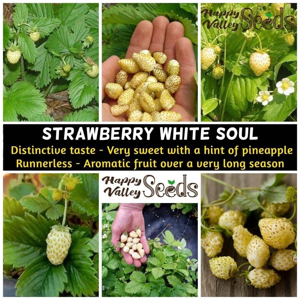 STRAWBERRY - White Soul seeds