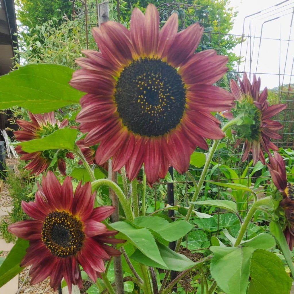 Sunflower - Crimson Peach seeds - Happy Valley Seeds