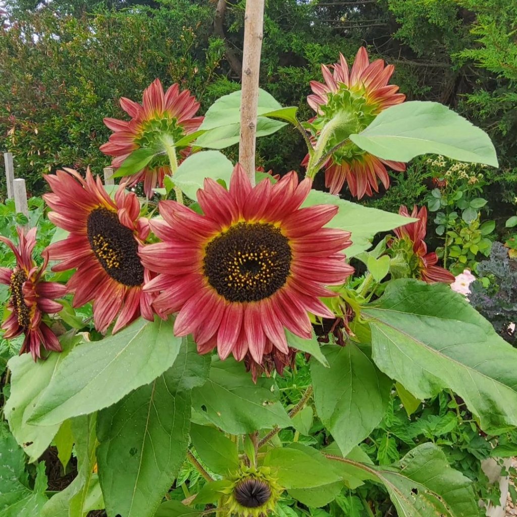 Sunflower - Crimson Peach seeds - Happy Valley Seeds