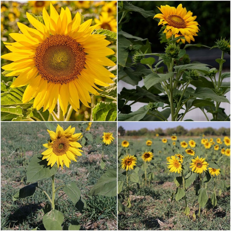 Buy Sunflower Dwarf Sunsation seeds Online Happy Valley Seeds