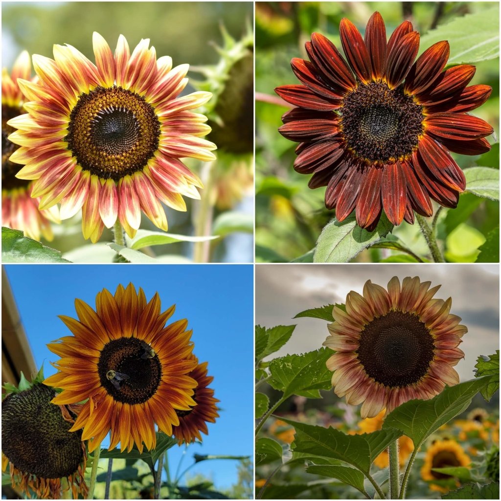 Sunflower - Evening Sun seeds - Happy Valley Seeds