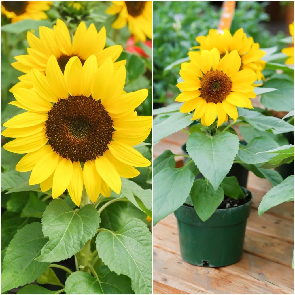 Sunflower - Flare (Pot) seeds - Happy Valley Seeds