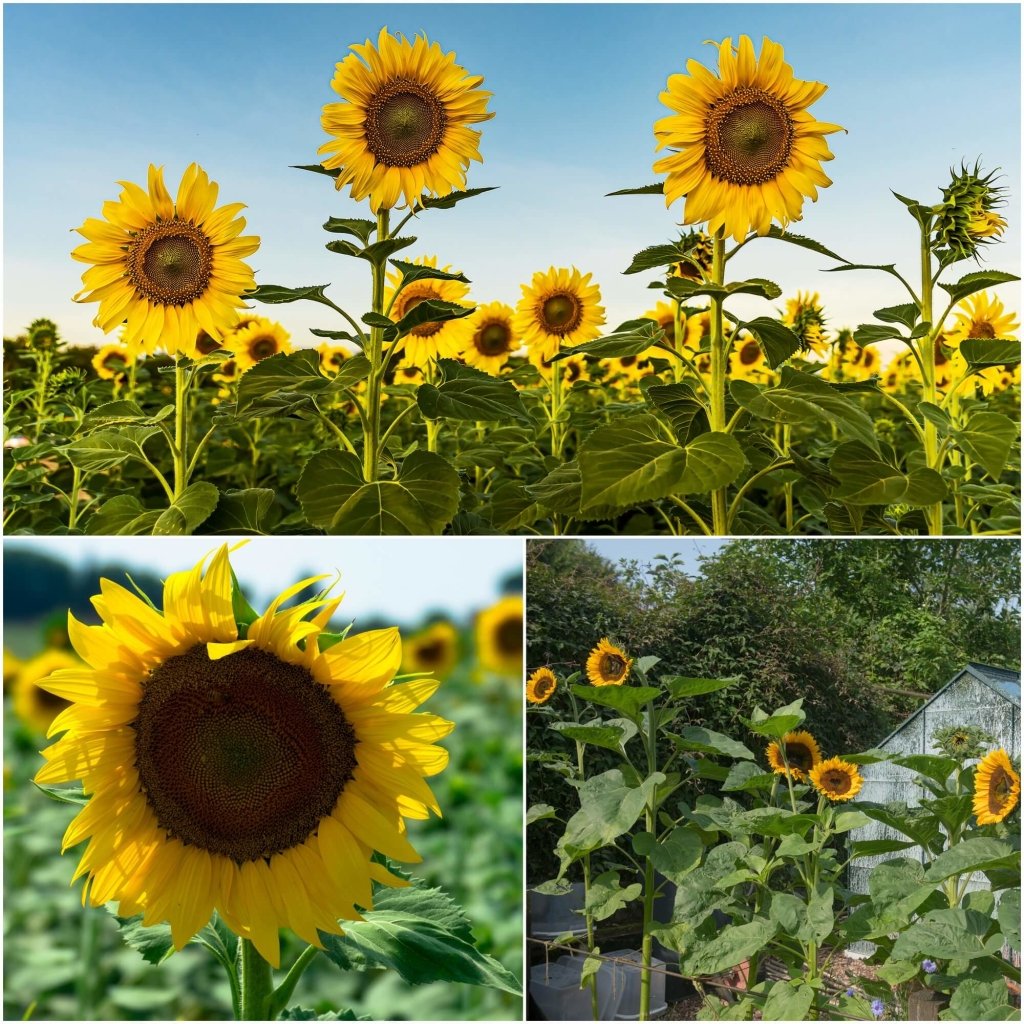 Sunflower - Giant Single seeds - Happy Valley Seeds