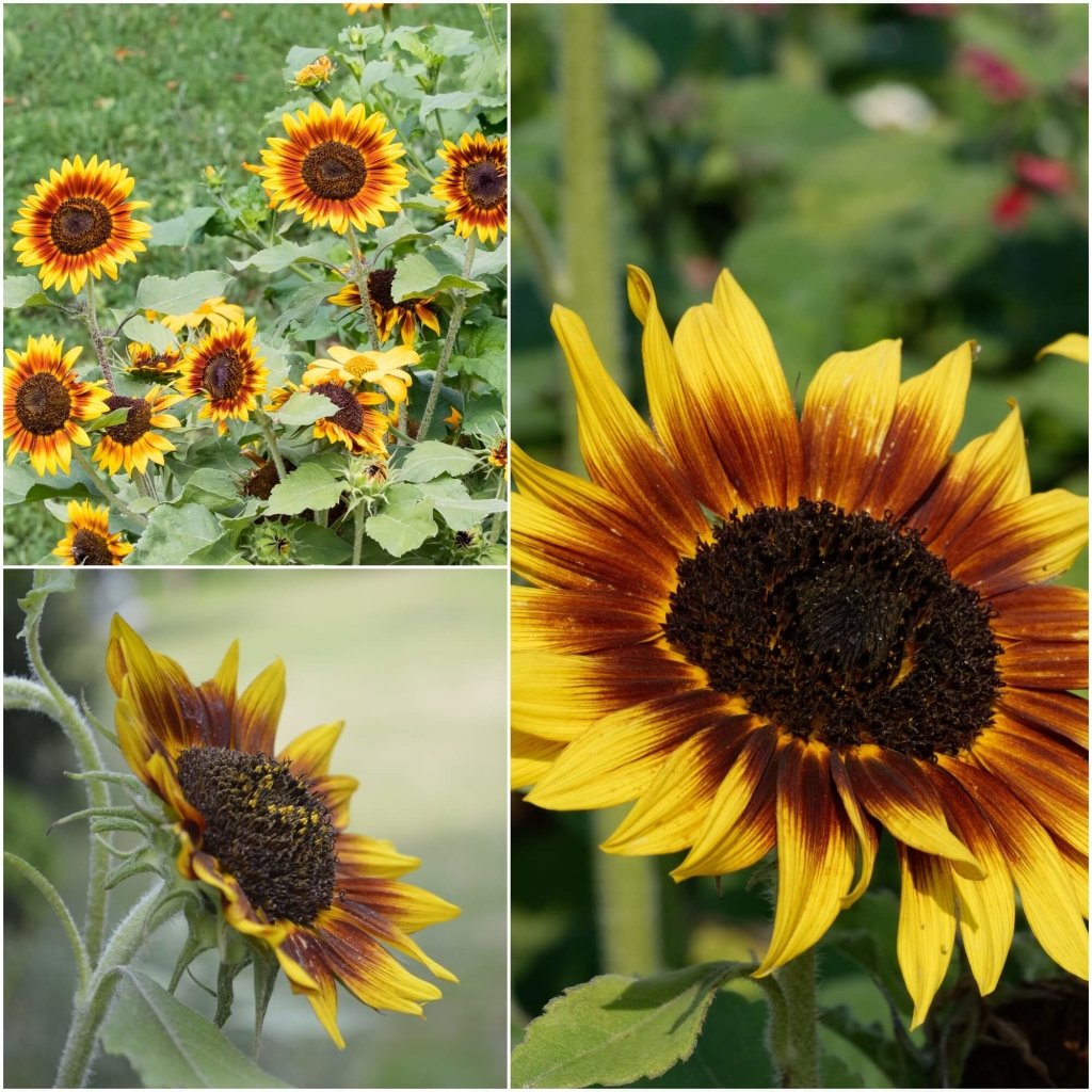 Sunflower - Golden Rust seeds - Happy Valley Seeds