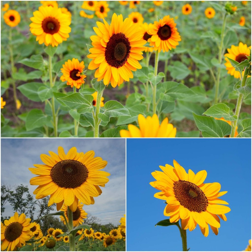 Sunflower - Happy Face Yellow seeds - Happy Valley Seeds