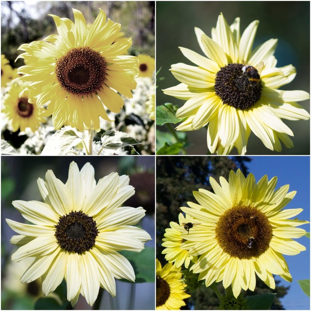 Sunflower - Lemon Bling seeds - Happy Valley Seeds
