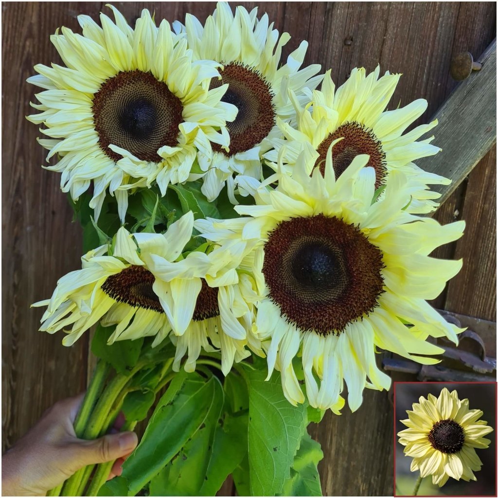 Sunflower - Lemon Rush seeds - Happy Valley Seeds