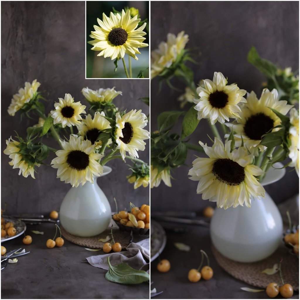 Sunflower - Lemon Striker seeds - Happy Valley Seeds