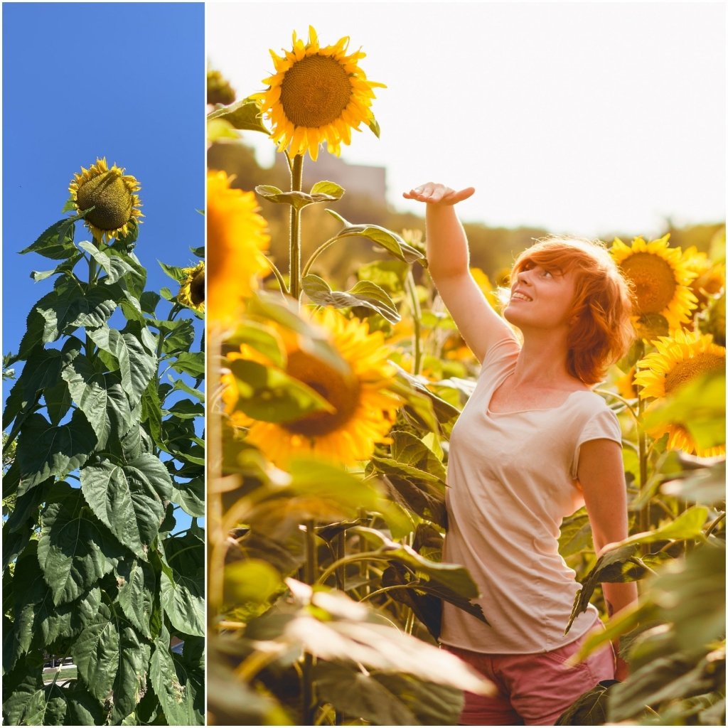 Sunflower - Mammoth seeds - Happy Valley Seeds