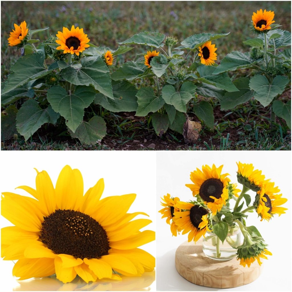 Sunflower - Matilda seeds - Happy Valley Seeds