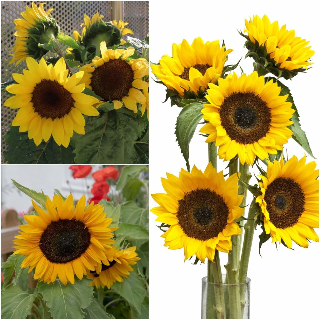 Sunflower - Meridian Gold seeds - Happy Valley Seeds