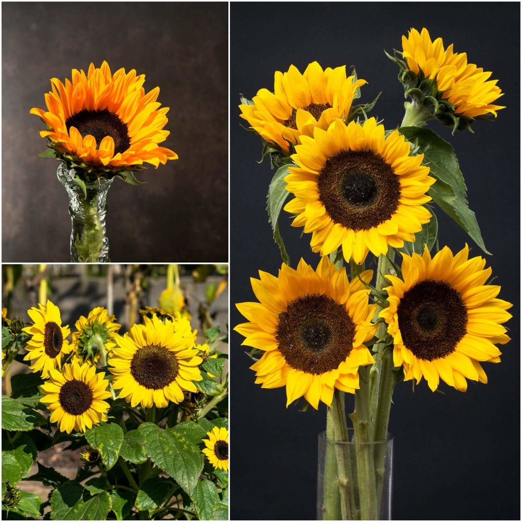 Sunflower - Meridian Yellow seeds - Happy Valley Seeds