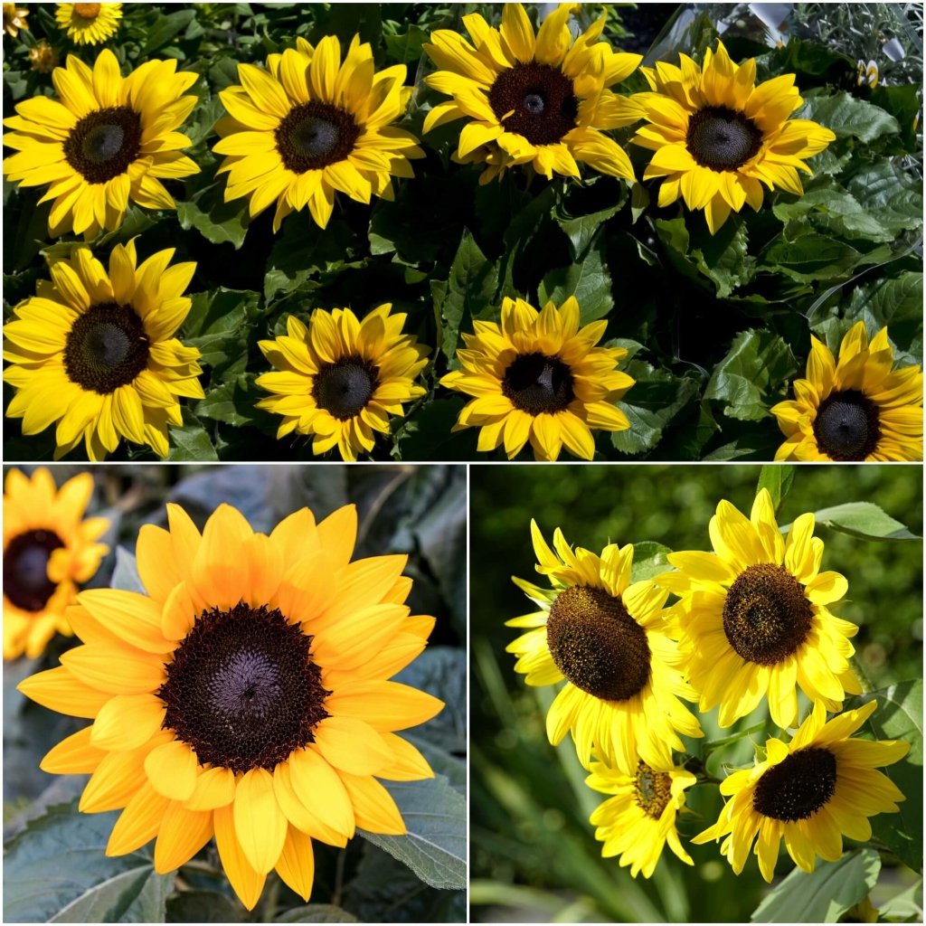 Sunflower - Microsun Gold seeds - Happy Valley Seeds