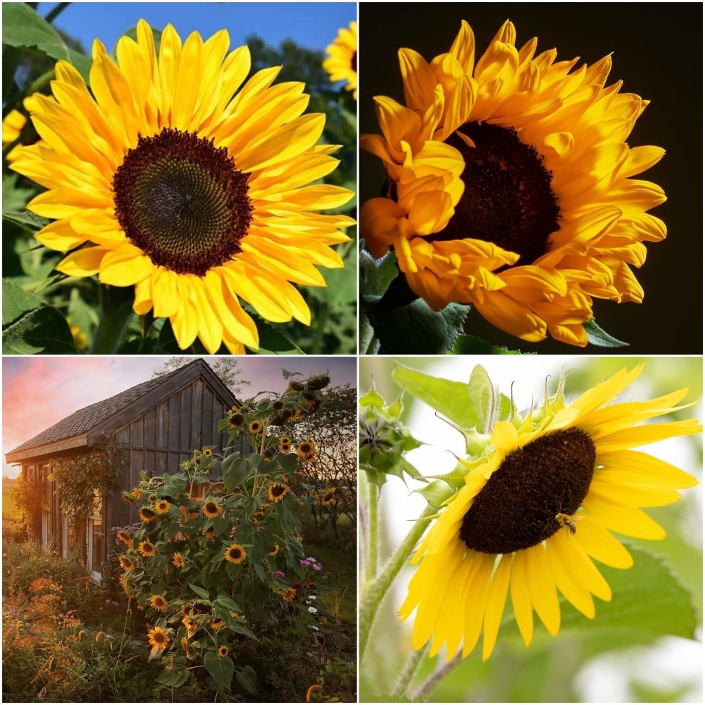 Sunflower - Racey Yellow seeds - Happy Valley Seeds