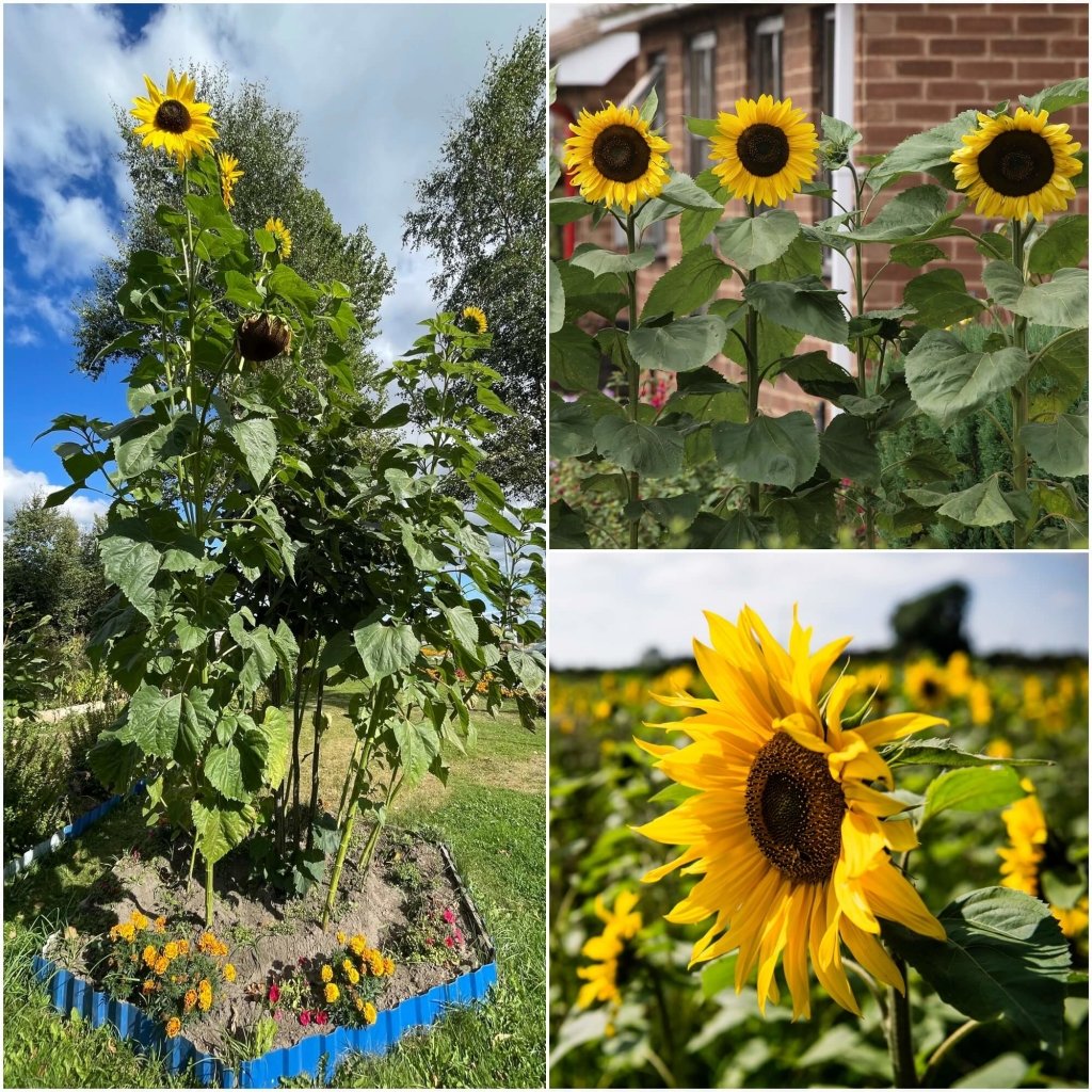 Sunflower - Radiance seeds - Happy Valley Seeds