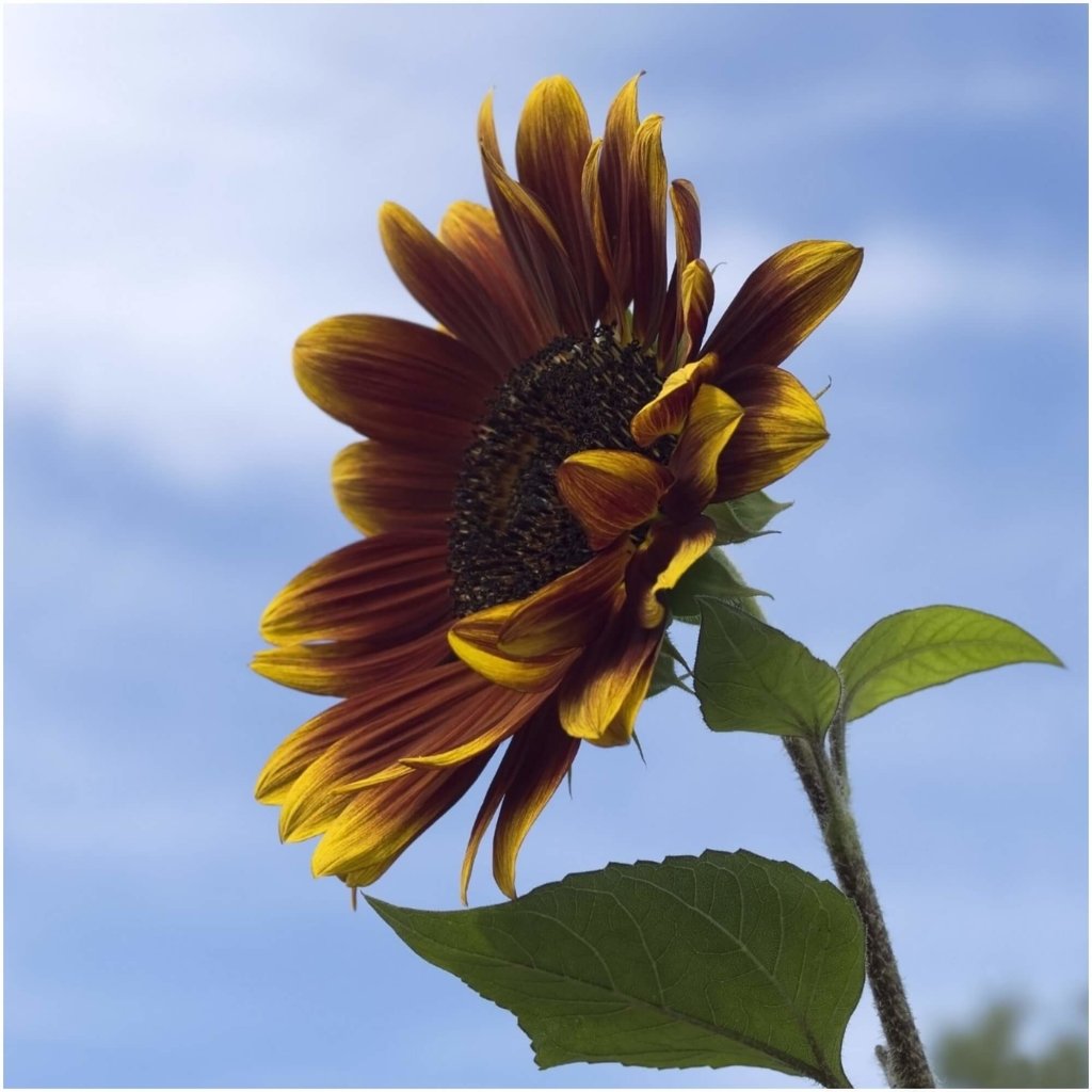 Sunflower - Royal Velvet seeds - Happy Valley Seeds
