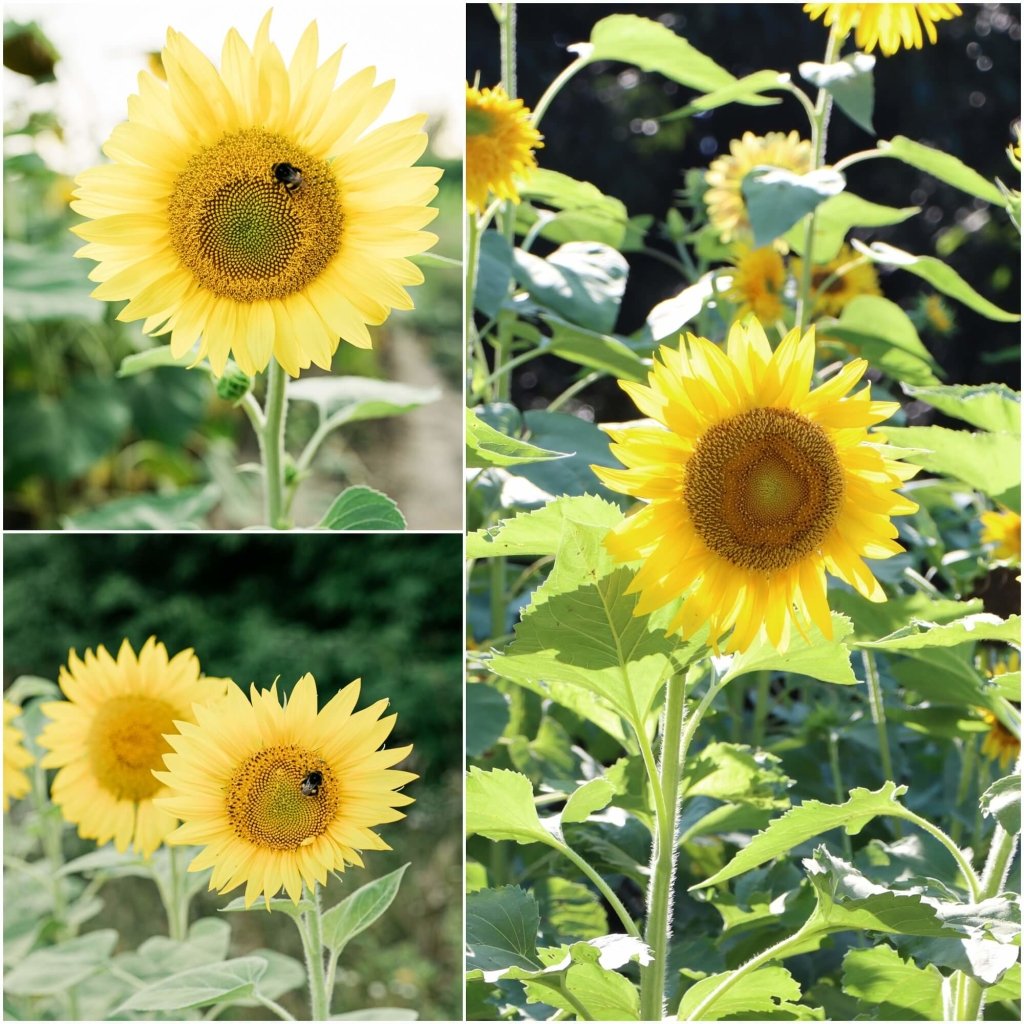 Sunflower - Splice seeds - Happy Valley Seeds