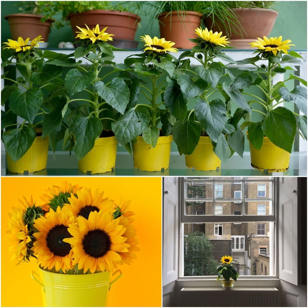Sunflower - Sunny (Pot) seeds - Happy Valley Seeds
