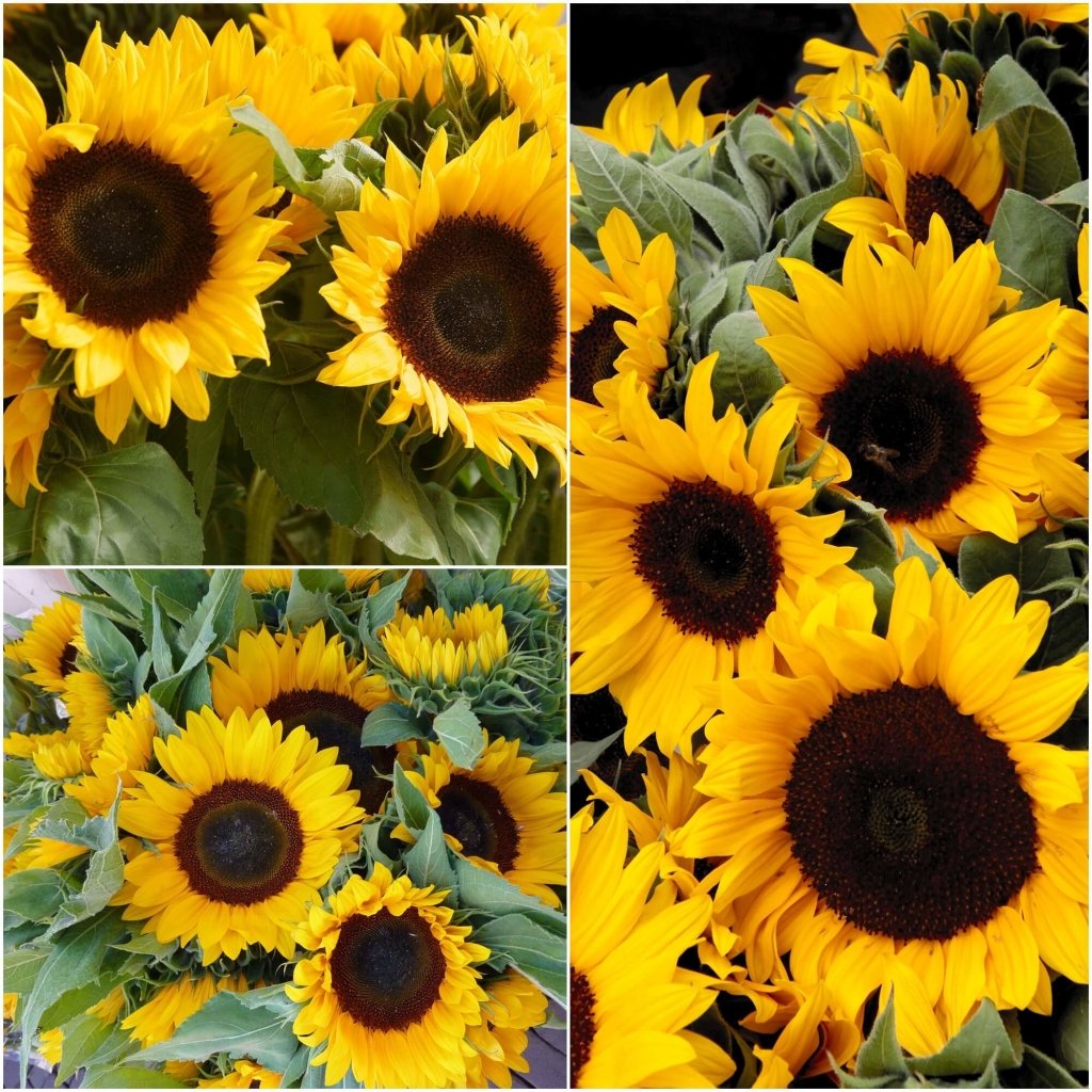 Sunflower - Sunshine seeds - Happy Valley Seeds