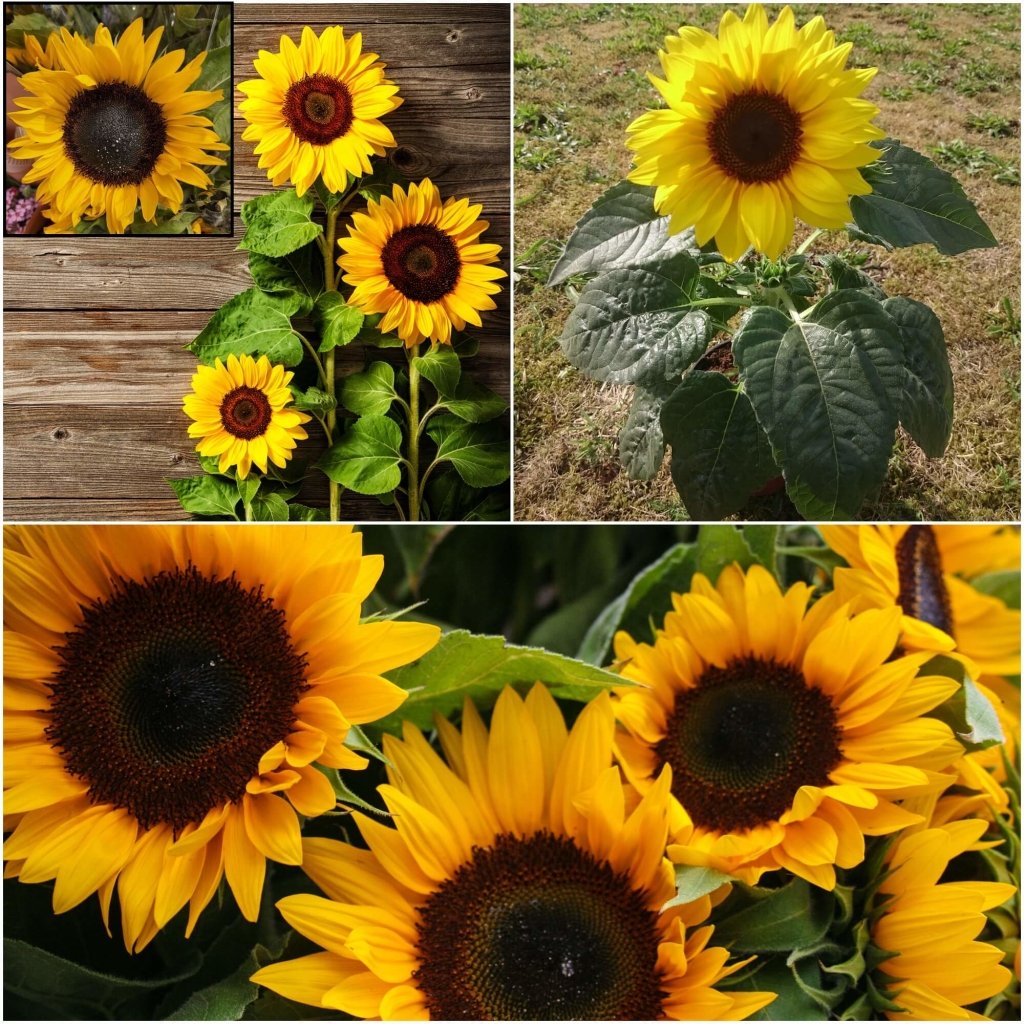 Sunflower - Supernova seeds - Happy Valley Seeds