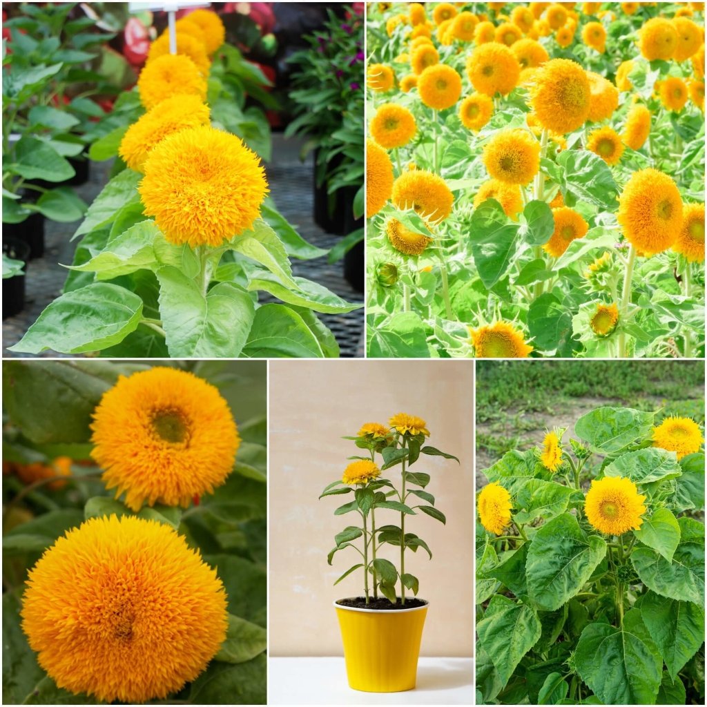 Sunflower - Teddy Bear seeds - Happy Valley Seeds