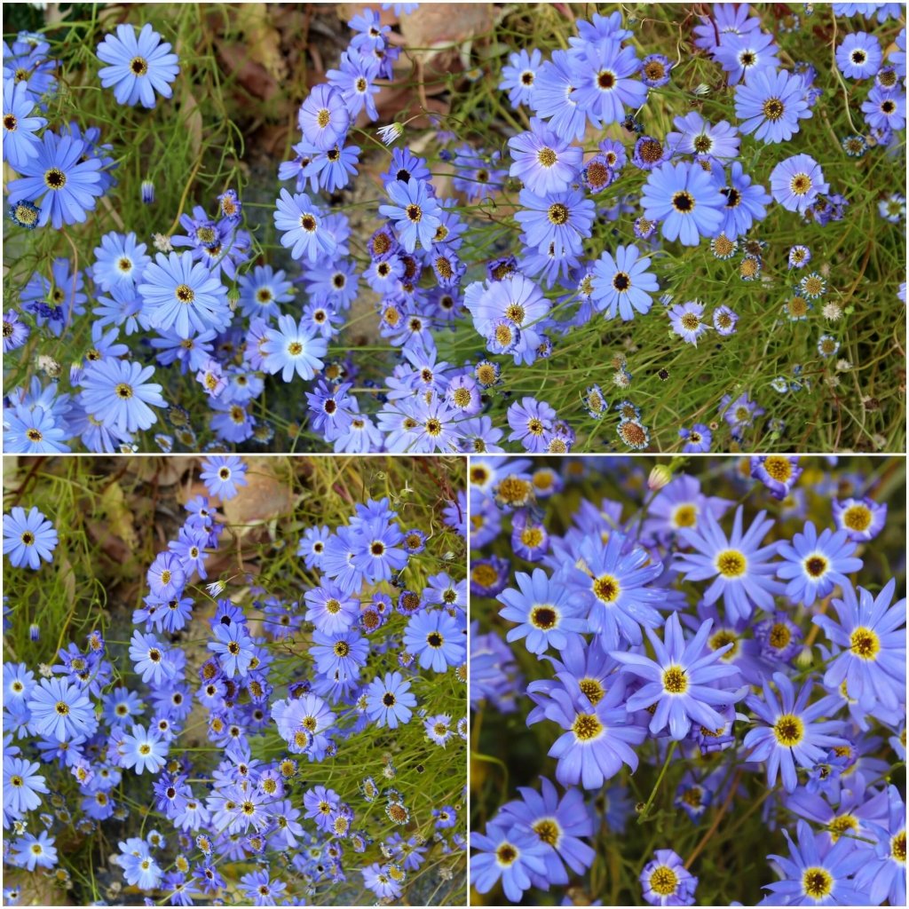 Swan River - Daisy Blue Splendour seeds - Happy Valley Seeds