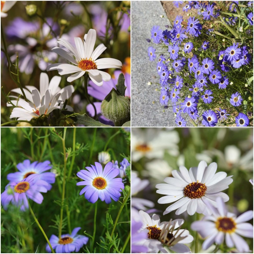 Swan River - Daisy Mix Splendour seeds - Happy Valley Seeds