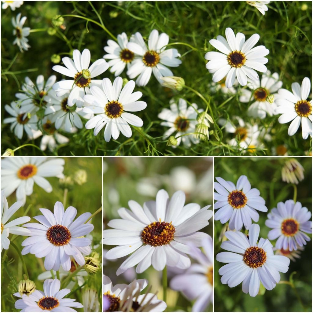 Swan River - Daisy White Splendour seeds - Happy Valley Seeds