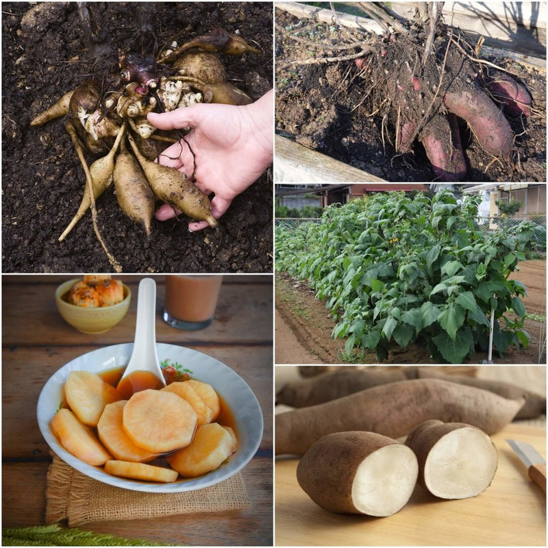 Buy Edible Produce Online | Happy Valley Seeds