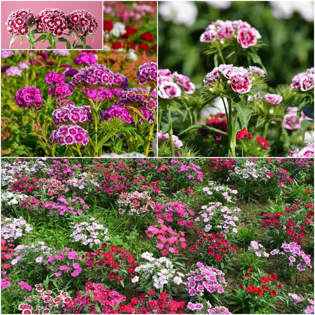 Sweet William - Wee Willie Dwarf Mixed seeds - Happy Valley Seeds