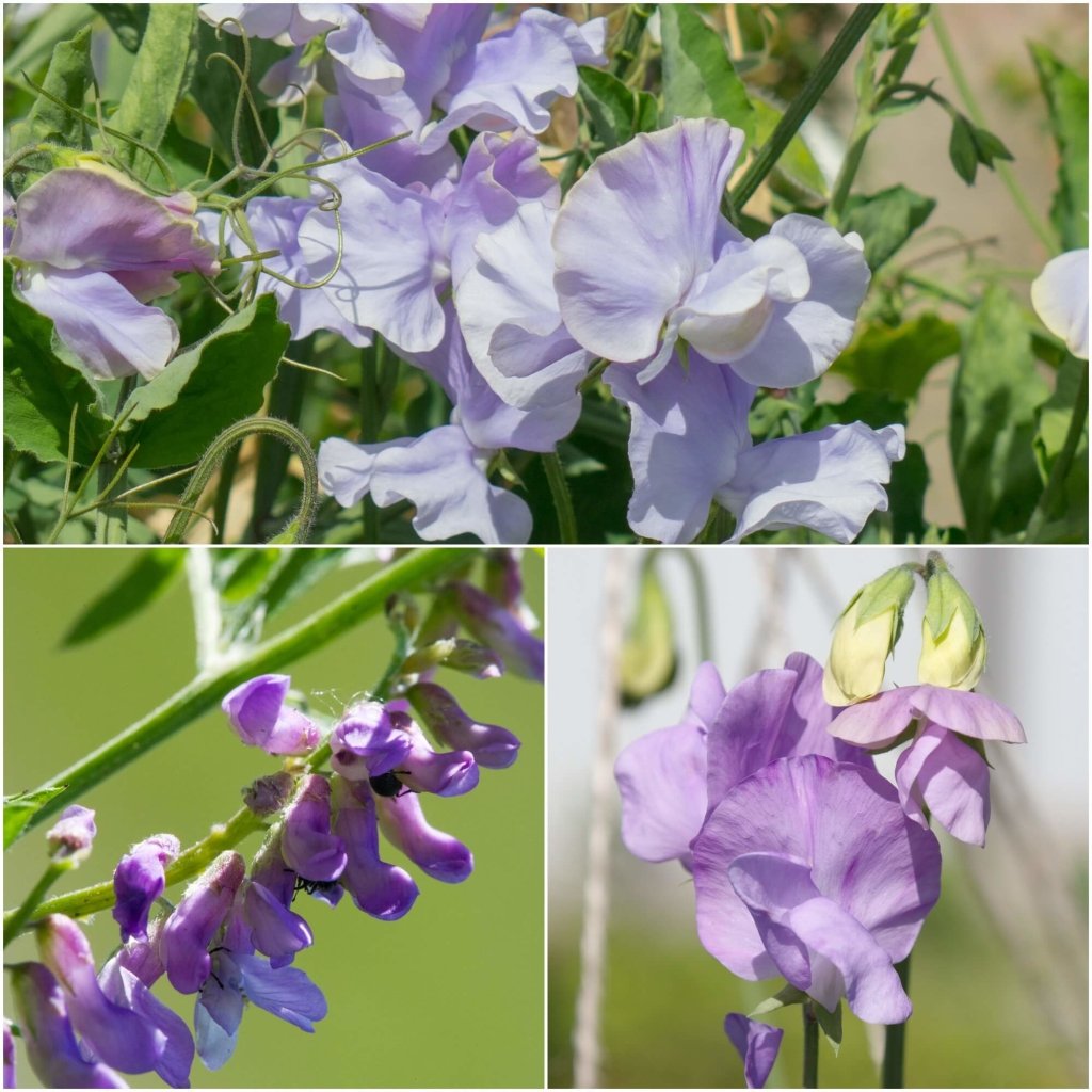 Sweetpea - Elegance Lavender seeds - Happy Valley Seeds