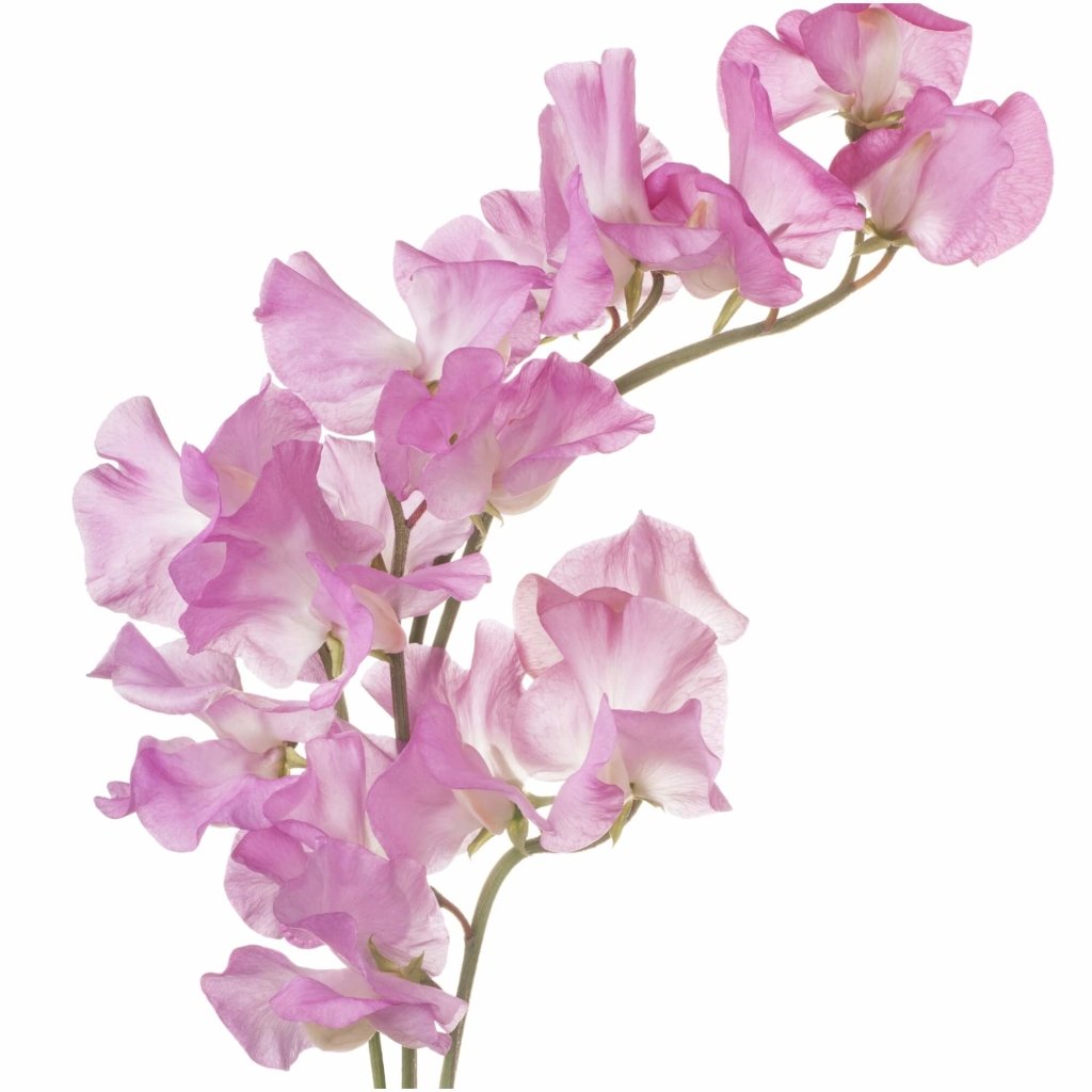 Sweetpea - High Scent seeds - Happy Valley Seeds